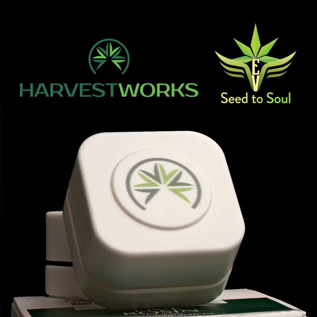 Sherbanger [NJ] EV x Harvestworks