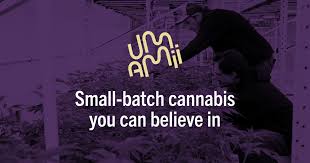 GMO [NY] UMAMII